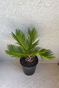 Sago  palm  plant