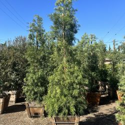 Fern Pine Privacy Hedge