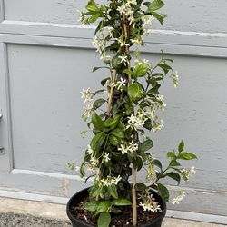 Blooming Fragrant Star Jasmine 