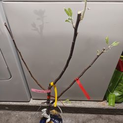 Multi grafted Apple Tree!