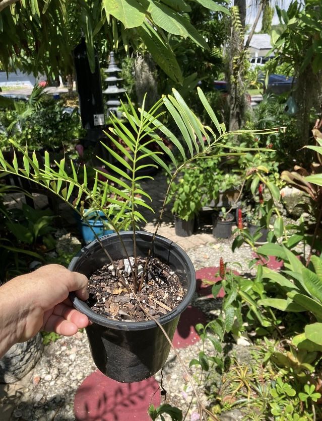 5” Coontie Plants, Atala Butterfly Host Plant-$10 Each