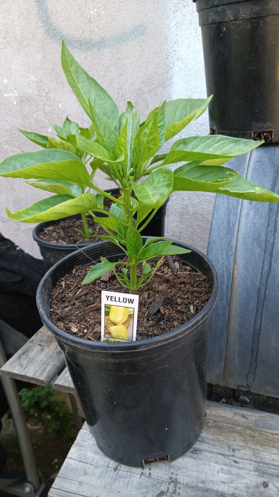 Pepper Plants 