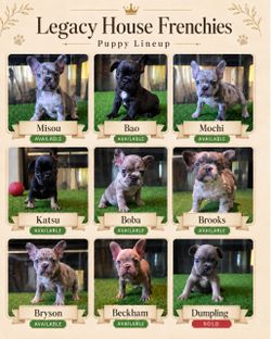 Frenchie POSTER