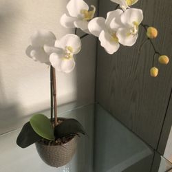 Fake Orchid Plant 