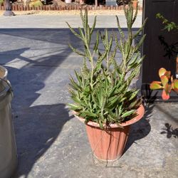 Mother Of Thousands Potted Plant