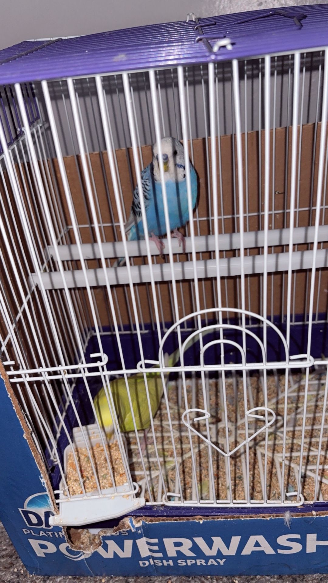 Bird