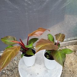 Philodendron Red Congo Plant 4" Ceramic Pot $5 Each