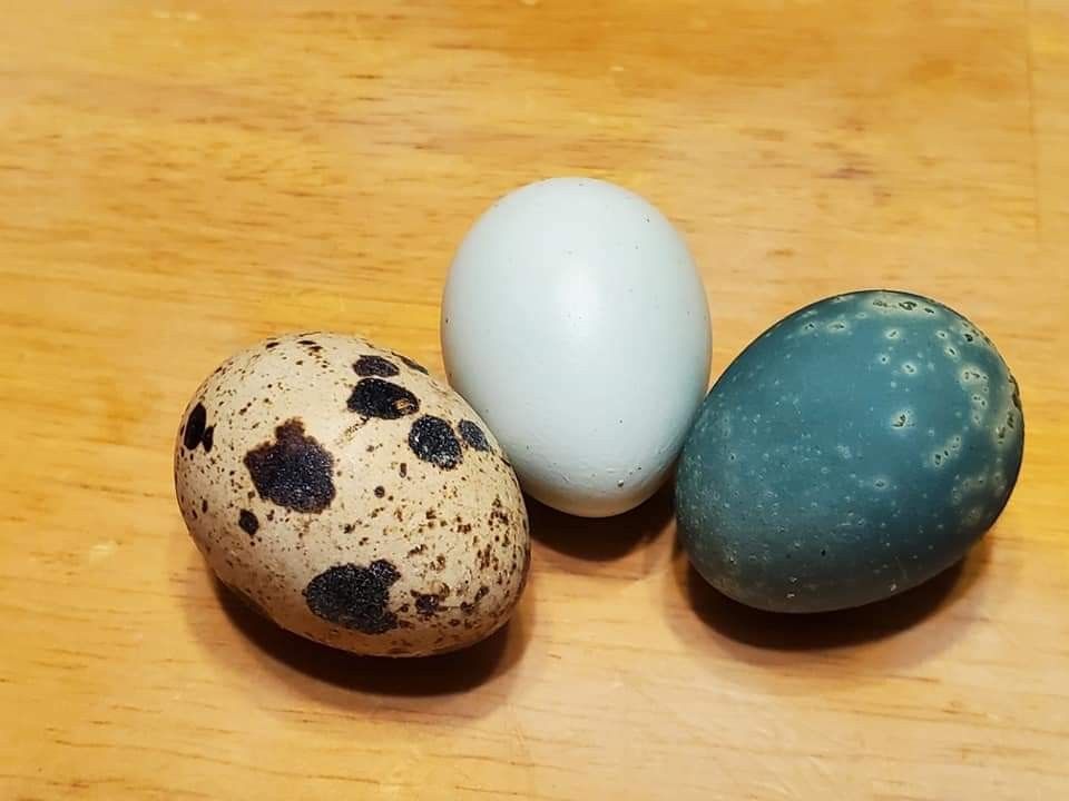 QUAIL EGGS & MORE