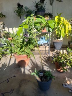 Avocado tree