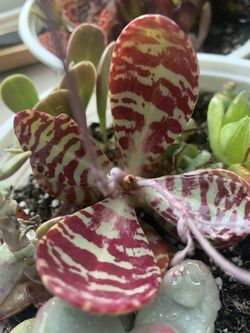 Rare Kalanchoe humalis ‘Desert Surprise’ Succulent (Rooted)