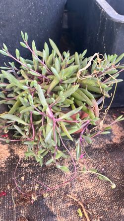 Succulent turns purple under sun light