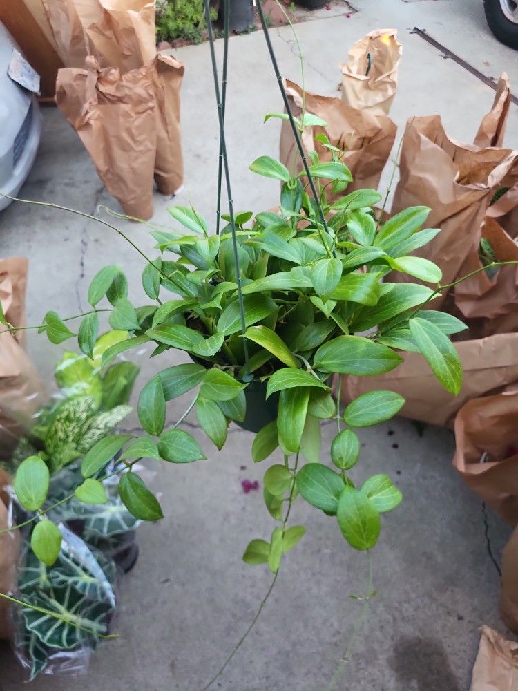 Hoya Fitchii In a 6"pot