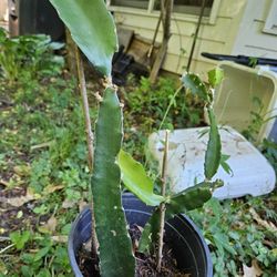 Dragon Fruit Plant 