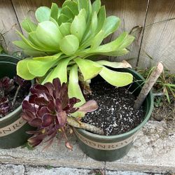 Irish rose Succulents Cuttings