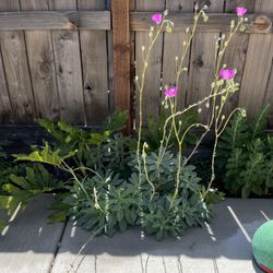 Succulent, Flowering 