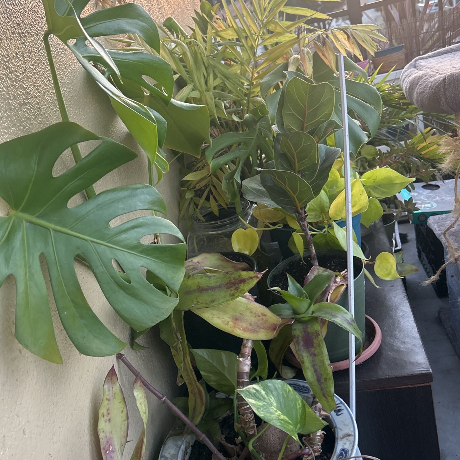 Plants
