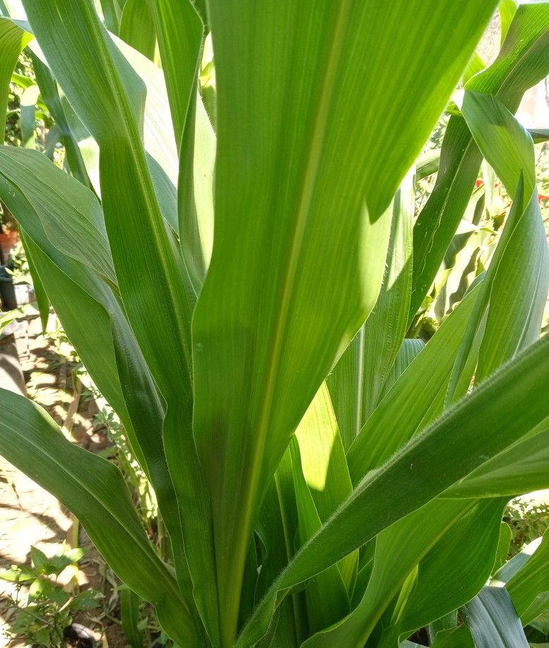 Mucha Milpa!