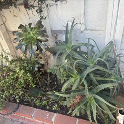 3 Succulents 