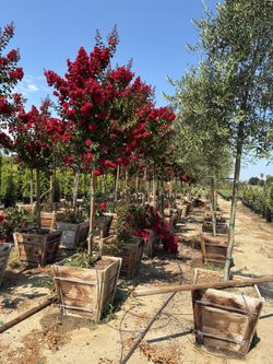 Crepe Myrtle “ Red Dynamite”