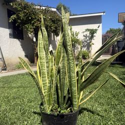 Sansevieria trifasciata / Snake Plant