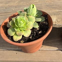 House Plants/ Unique Cactus Plants