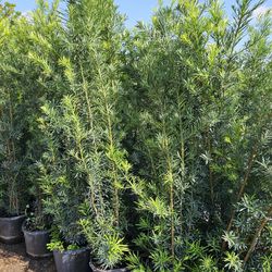 Best Instant Probado Hedge Podocarpus Tall Full Green  Fertilized  Ready For Planting Instant Privacy Hedge  Same Day Transportation 