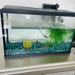 Fish Tank 