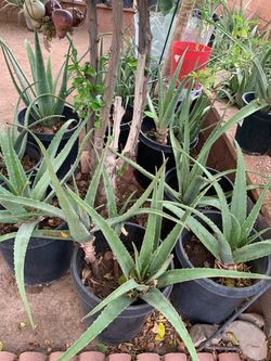 Second Side View Plants For Sale