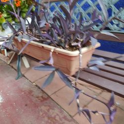 Purple Heart Plant