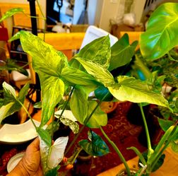 Variegated Syngonium Podophyllum Arrowhead