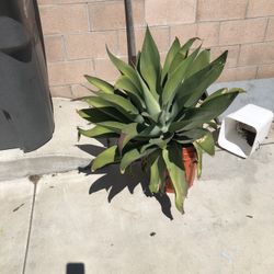 Succulent plant