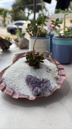 Plants for gift
