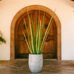 aloe