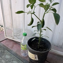 Chile Serrano