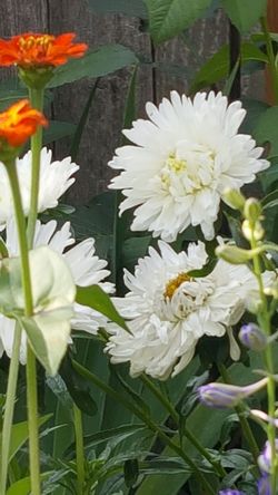 Aster mixed colors