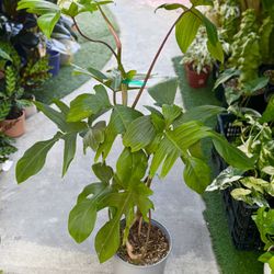 Plants (10”pot🌿Philodendron Florida Green $20)