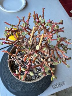 Rare variegated Jade plant
