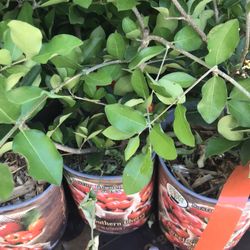 Sweet Southern Cherry Fully Grown Starter Plant In 1 Gallon Pot