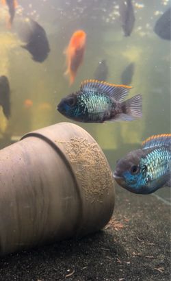 Fish Tank Decor