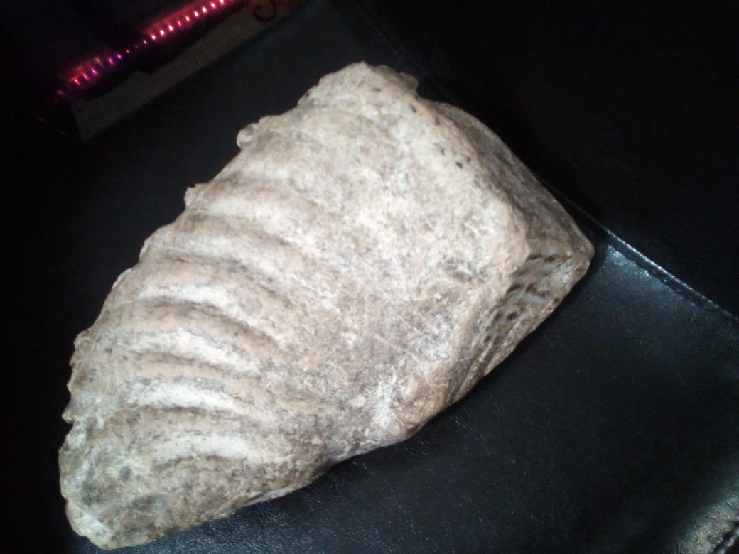 Mammoth Tooth Fossil 