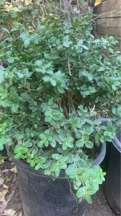 English boxwood plant 5 gal big plang