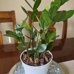 🌿Zamioculcas Zamiifolia(Z Z )Plant 🌿