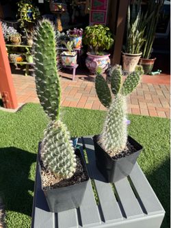 Opuntia HARRY OLD MAN Cacti Plants