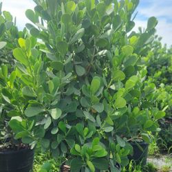 Beautiful Clusias Plants For Inmediate Privacy!!! 5-6 Feet Tall Measurements Over The Pot!!! Fertilized 