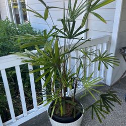Palm Plant With Pot 