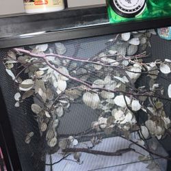 Chameleon Enclosure With Light And Timer And Humidifier And Hydrometer 