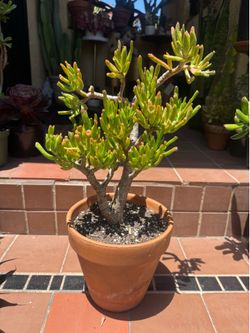 Bonsai Shrek Ear Succulent Plant