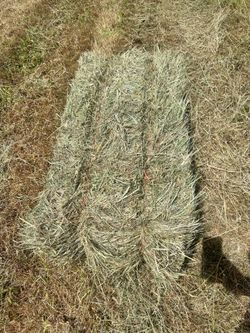 Hay ready today in barn RIGHT NOW.