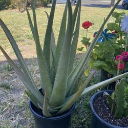 Platas De Sábila  Disponibles 