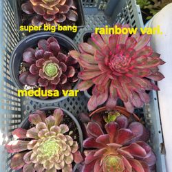 Aeoniums Aeonium Variegated Rare In 6in/gallon Size Pick Up In Upland 